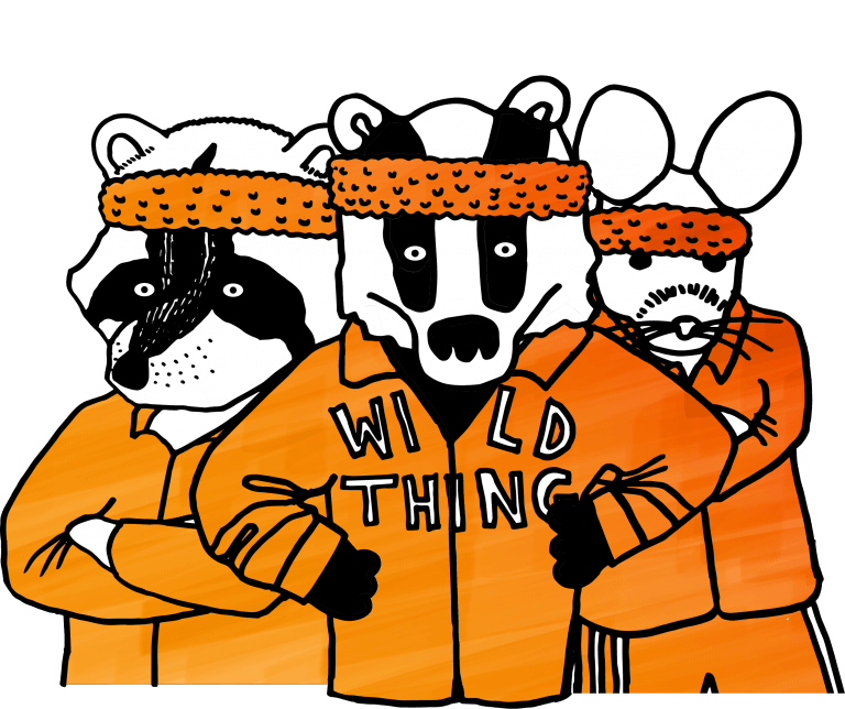 team-of-raccoons-and-a-rat-in-headbands-and-sweatsuits-looking-to-motivate