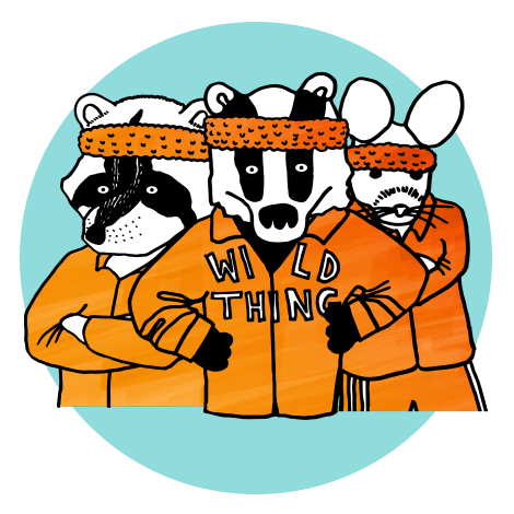 team-of-raccoons-and-a-rat-in-headbands-and-sweatsuits-looking-to-motivate