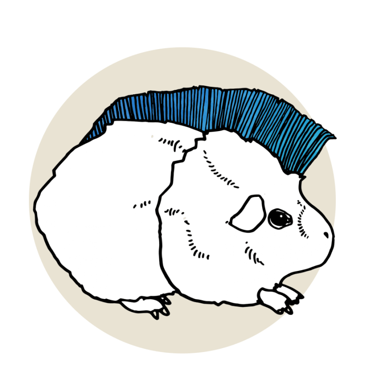 illustration-of-a-guinea-pig-with-a-bright-colored-mohawk